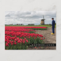 Boer inspecteert zijn tulpen en windmolen