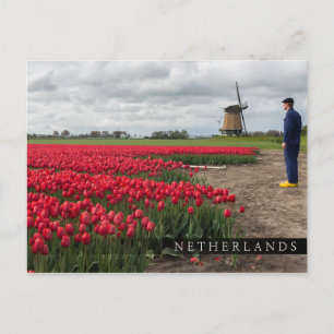 Boer inspecteert zijn tulpen en windmolen briefkaart