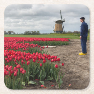 Boer inspecteert zijn tulpen en windmolen vierkante kartonnen onderzetter