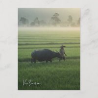 Boer met een Buffalo Vietnam Travel