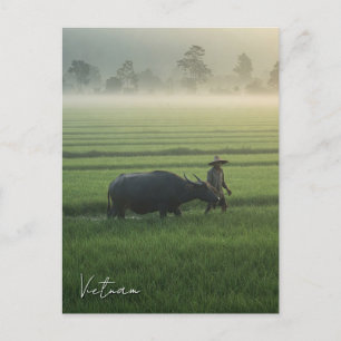 Boer met een Buffalo Vietnam Travel Briefkaart