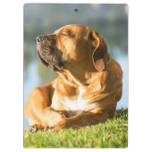 Boerboel Klembord (Achterkant)