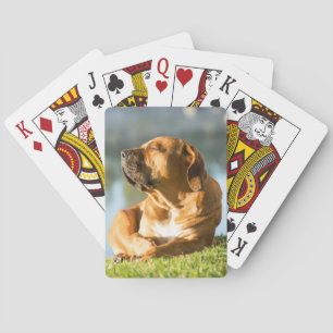 Boerboel Pokerkaarten