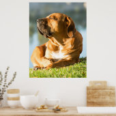Boerboel Poster (Keuken)