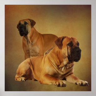 Boerboel - Zuid-Afrikaanse Mastiff Poster