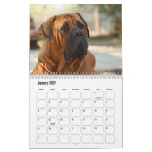 Boerbol chien Calendrier (Jan 2027)