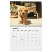 Boerbol chien Calendrier (Mar 2026)