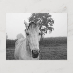 Boerderij Black and White Animal Photography Horse Briefkaart
