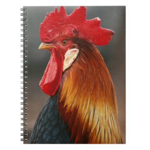 Boerderij gedomesticeerde haan notitieboek