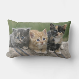 Boerderij Kittens op een Paardendeken Kussen