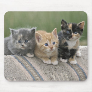 Boerderij Kittens op een Paardendeken Muismat