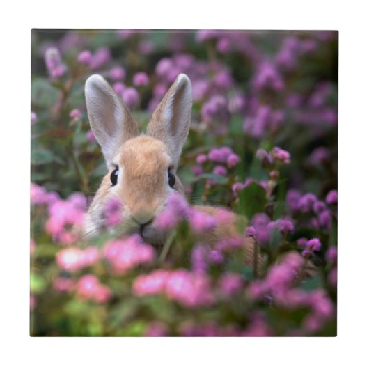 Boerderij konijn tegeltje (Voorkant)
