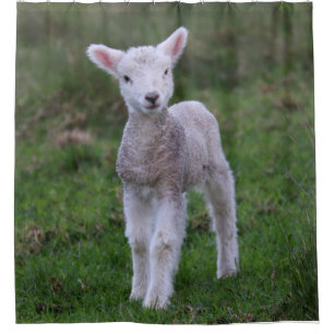 Boerderij lammeren Baby Douchegordijn