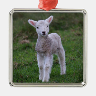 Boerderij lammeren Baby Metalen Ornament