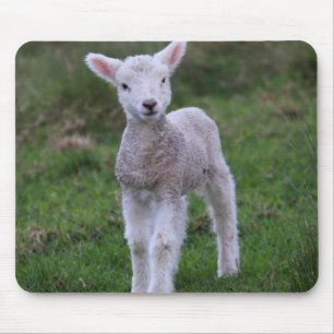 Boerderij lammeren Baby Muismat