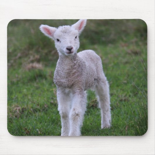 Boerderij lammeren Baby Muismat (Voorkant)