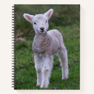 Boerderij lammeren Baby Notitieboek