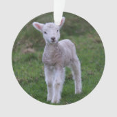 Boerderij lammeren Baby Ornament (voorkant)