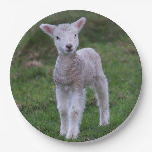 Boerderij lammeren Baby Papieren Bordje