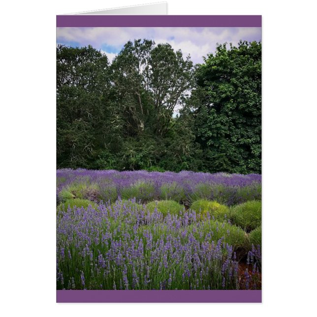 Boerderij lavender (Voorkant)