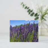Boerderij lavender briefkaart (Staand voorkant)