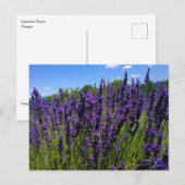 Boerderij lavender briefkaart (Voorkant / Achterkant)