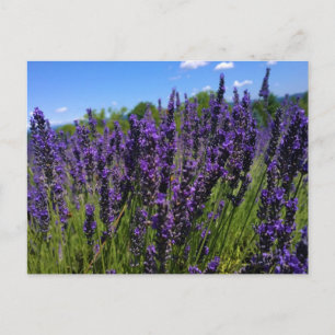 Boerderij lavender briefkaart