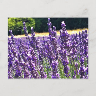 Boerderij lavender briefkaart