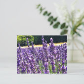 Boerderij lavender briefkaart (Staand voorkant)