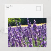 Boerderij lavender briefkaart (Voorkant / Achterkant)