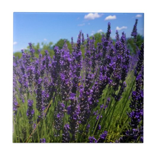 Boerderij lavender tegeltje (Voorkant)