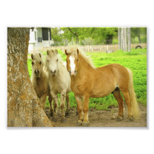 Boerderij met drie ponies Ponies Horse-foto's Foto Afdruk