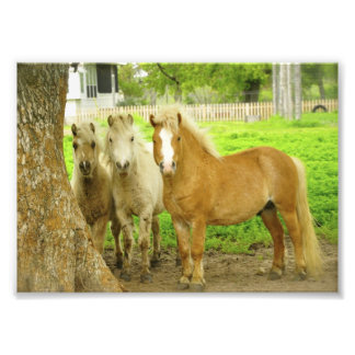 Boerderij met drie ponies Ponies Horse-foto's Foto Afdruk