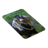 Boerderij van het rustige vrouw van geiten magneet (Rechterzijde)