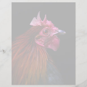 Boerderijen Rooster Head Shot