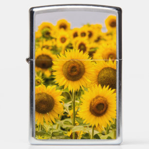 Boerderijen   Zonnebloemveld