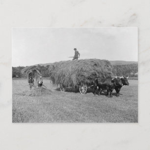 Boeren snijden hooi, 1906 briefkaart