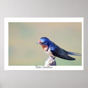 Boerenzwaluw Vogel Foto Poster