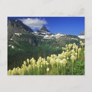 Boergras op Logan Pass in het Nationaal Park Glaci Briefkaart