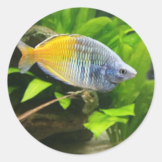 Boesemani Rainbow Ronde Sticker (Voorkant)