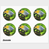 Boesemani Rainbow Ronde Sticker (Vel)