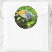 Boesemani Rainbow Ronde Sticker (Tas)