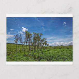 Bog Forest bij Big Meadows Briefkaart