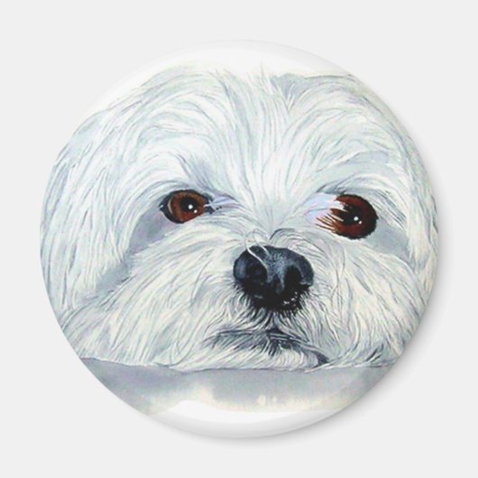 Bogart the Maltese Magnet (Devant)