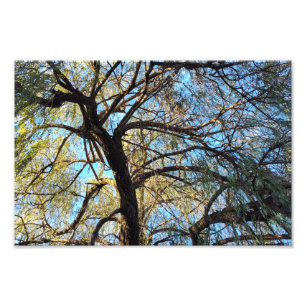 Bogen van licht foto afdruk