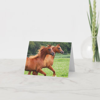 BOGO Colts Blank Note Kaart