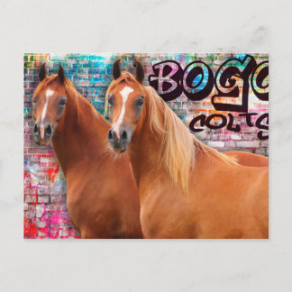 BOGO Colts - Graffiti Post Card - Arabische paarde Briefkaart