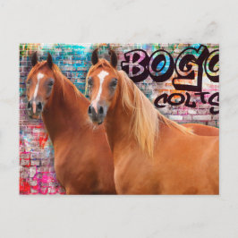 BOGO Colts - Graffiti Post Card - Arabische paarde Briefkaart