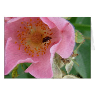 Bogue à l'intérieur du Wildrose