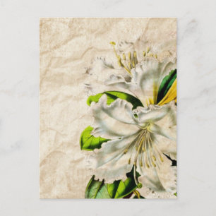 Boheemse Franse botanische kunst vlinder witte lel Briefkaart